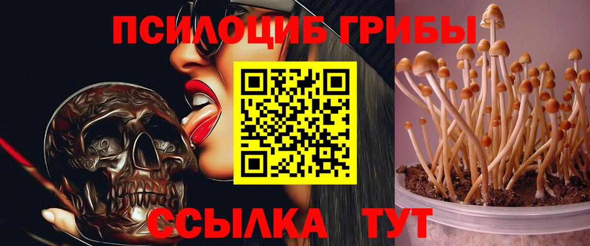 Псилоцибиновые грибы Cubensis Краснознаменск